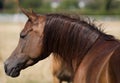 Chesnut arabian horse