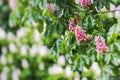 Chesnut flowers on the tree. Selective Focus Royalty Free Stock Photo