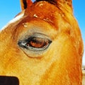Chestnut gelding horse close up of eye with blue sky behind him Royalty Free Stock Photo