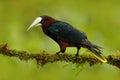 Chesnut-headed Oropendola, Psarocolius wagleri, portrait of exotic bird from Costa Rica, brown with black head and yallow bill, cl Royalty Free Stock Photo