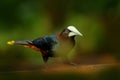 Chesnut-headed Oropendola, Psarocolius wagleri, portrait of exotic bird from Costa Rica, clear green background. Wildlife scene