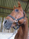 Chesnut horse head of Arabian horse on a halter. Royalty Free Stock Photo