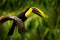 Chesnut-mandibled Toucan sitting on the branch in tropical rain with green jungle in background. Wildlife scene from nature with