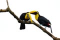 Chesnut-mandibled Toucan sitting on the branch in tropical rain, white background. Wildlife scene from nature with beautiful bird,