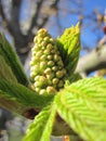 Chesnut tree bloom