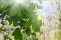 Chesnut tree leafes in sunlight Royalty Free Stock Photo