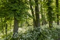 Chesnut Trees with Flut Herb