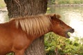 A chesnut yawning horse under a tree. Royalty Free Stock Photo