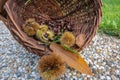 chesnuts in a basket in sunny daylight