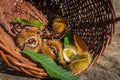 chesnuts in a basket in sunny daylight