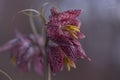 Chess hazel grouse (Fritillaria meleagris) in the garden Royalty Free Stock Photo