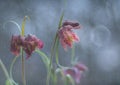 Chess hazel grouse (Fritillaria meleagris) in the garden Royalty Free Stock Photo