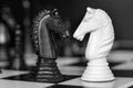 Chess Knights Head to Head Royalty Free Stock Photo