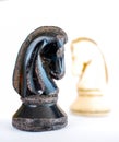 chess piece, horse on a white background