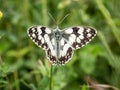 Chessboard Butterfly macro wildlife image