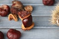 Chessnut in sunlight, partly in a shell during autumn in the Netherlands. Royalty Free Stock Photo