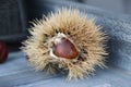 Chessnut in sunlight, partly in a shell during autumn in the Netherlands. Royalty Free Stock Photo
