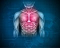 Chest and abdomen muscles