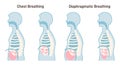 Chest and diaphragmatic breathing types. Anatomical mechanism Royalty Free Stock Photo