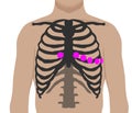 Chest leads placement. Ecg electrode position Royalty Free Stock Photo