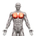 Chest Muscles - Pectoralis Major and Minor - Anatomy Muscles iso Royalty Free Stock Photo