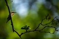 Chest nut headed bee eater Royalty Free Stock Photo