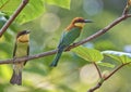 Chest-nut headed green bee eater Royalty Free Stock Photo