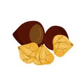 Chest nuts.Vector illustration of nut. Royalty Free Stock Photo