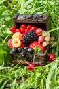 A chest with a set of various berries from the garden: raspberries, red, black and white currants, cherries, blackberries, strawbe Royalty Free Stock Photo