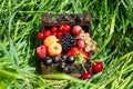 A chest with a set of various berries from the garden: raspberries, red, black and white currants, cherries, blackberries, strawbe Royalty Free Stock Photo