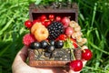 A chest with a set of various berries from the garden: raspberries, red, black and white currants, cherries, blackberries, strawbe Royalty Free Stock Photo