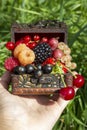 A chest with a set of various berries from the garden: raspberries, red, black and white currants, cherries, blackberries, strawbe Royalty Free Stock Photo