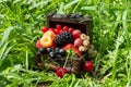 A chest with a set of various berries from the garden: raspberries, red, black and white currants, cherries, blackberries, strawbe Royalty Free Stock Photo