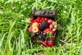 A chest with a set of various berries from the garden: raspberries, red, black and white currants, cherries, blackberries, strawbe Royalty Free Stock Photo