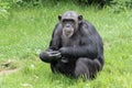 Chester, Cheshire, England - June 01 2019: Bemused Adult Chimpanzee