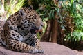 CHESTER, CHESHIRE, ENGLAND, UNITED KINGDOM - JULY 01, 2017: Jaguar Panthera onca resting on a rock