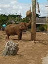 Chester zoo elephant eating hay Royalty Free Stock Photo