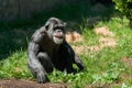 Chester Zoo, Chester, UK: July 1st 2017: Sunlit adult female chimpanzee sat on grass gazing out of the frame, portraying thoughtfu