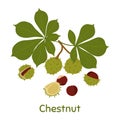 Chestnut, leaves and peels. Vector Illustration