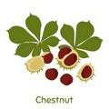 Chestnut, leaves and peels. Vector Illustration