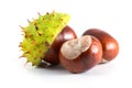 Chestnut Royalty Free Stock Photo