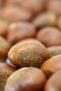 Chestnut Royalty Free Stock Photo