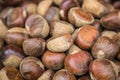 Chestnut Royalty Free Stock Photo