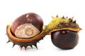 Chestnut Royalty Free Stock Photo