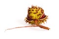 Chestnut Royalty Free Stock Photo