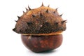Chestnut Royalty Free Stock Photo