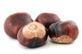 Chestnut Royalty Free Stock Photo