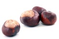Chestnut Royalty Free Stock Photo
