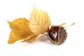 Chestnut