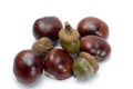 Chestnut & acorn Royalty Free Stock Photo